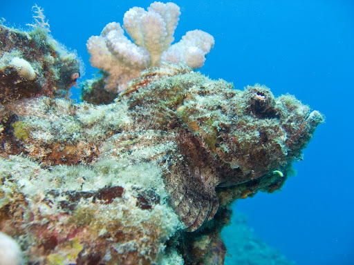 image of scorpaenopsis gibbosa \(humpbacked scorpionfish\)