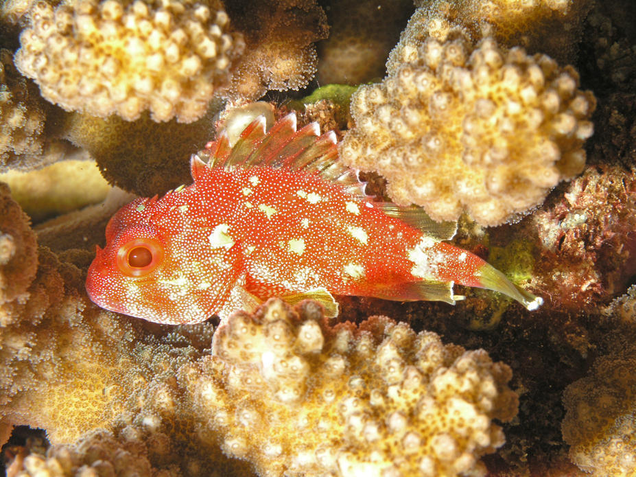 image of sebastapistes cyanostigma \(yellowspotted scorpionfish\)