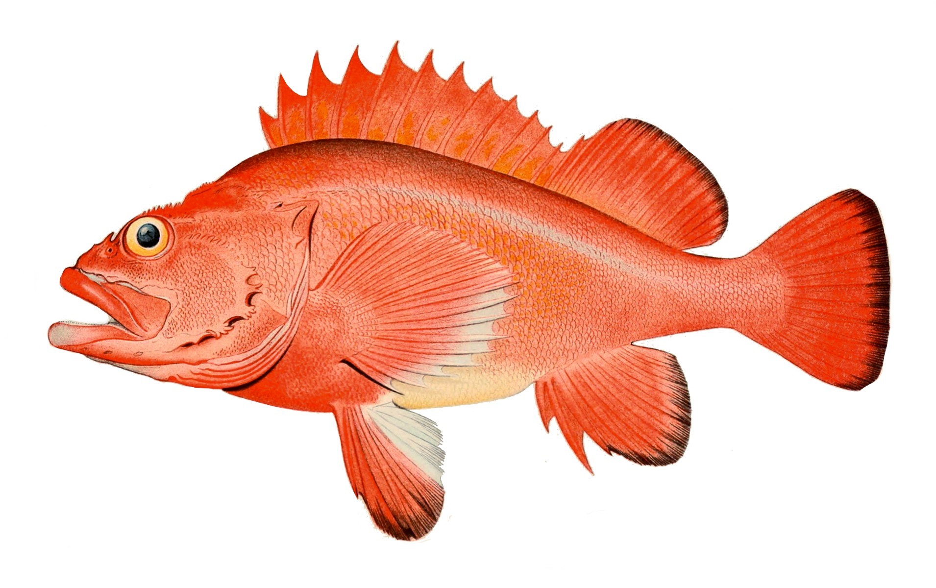 image of sebastes aleutianus \(rougheye rockfish\)