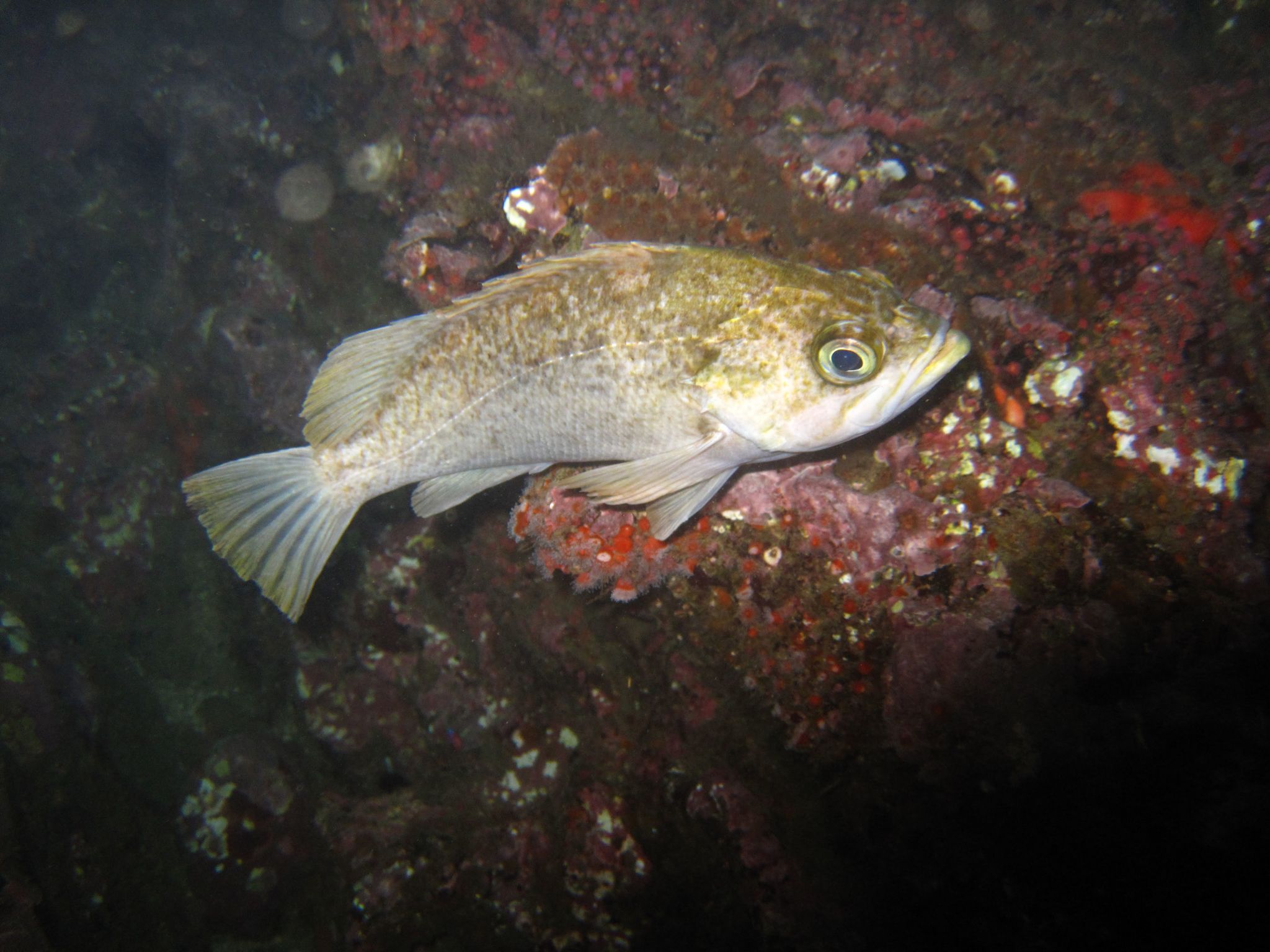 image of sebastes atrovirens \(kelp rockfish\)