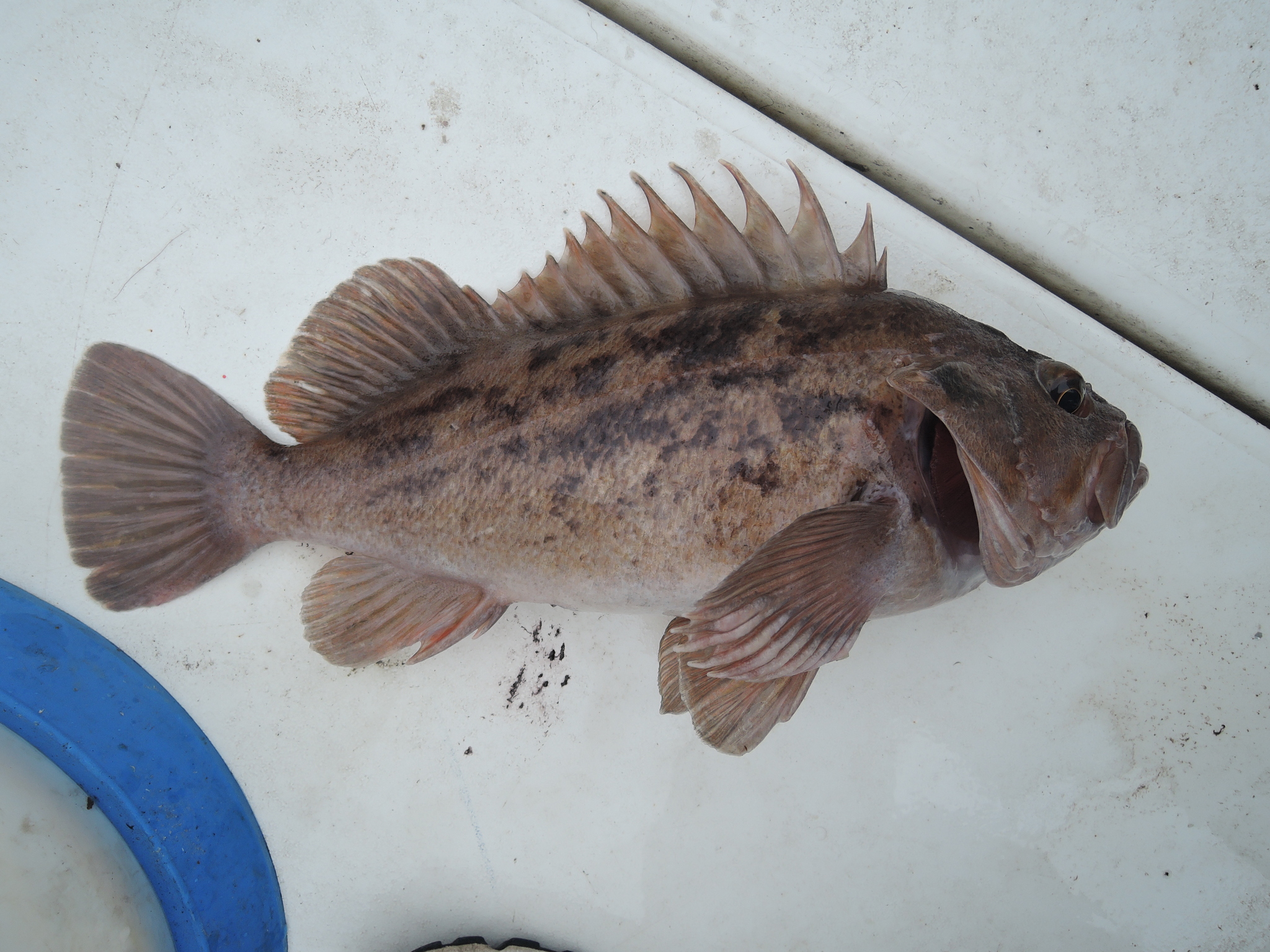 image of sebastes auriculatus \(brown rockfish\)