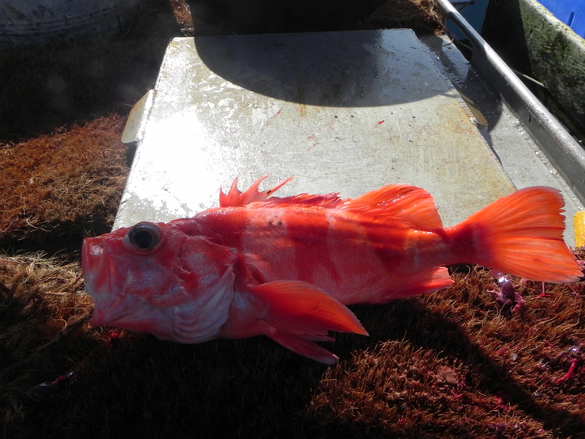 image of sebastes babcocki \(redbanded rockfish\)