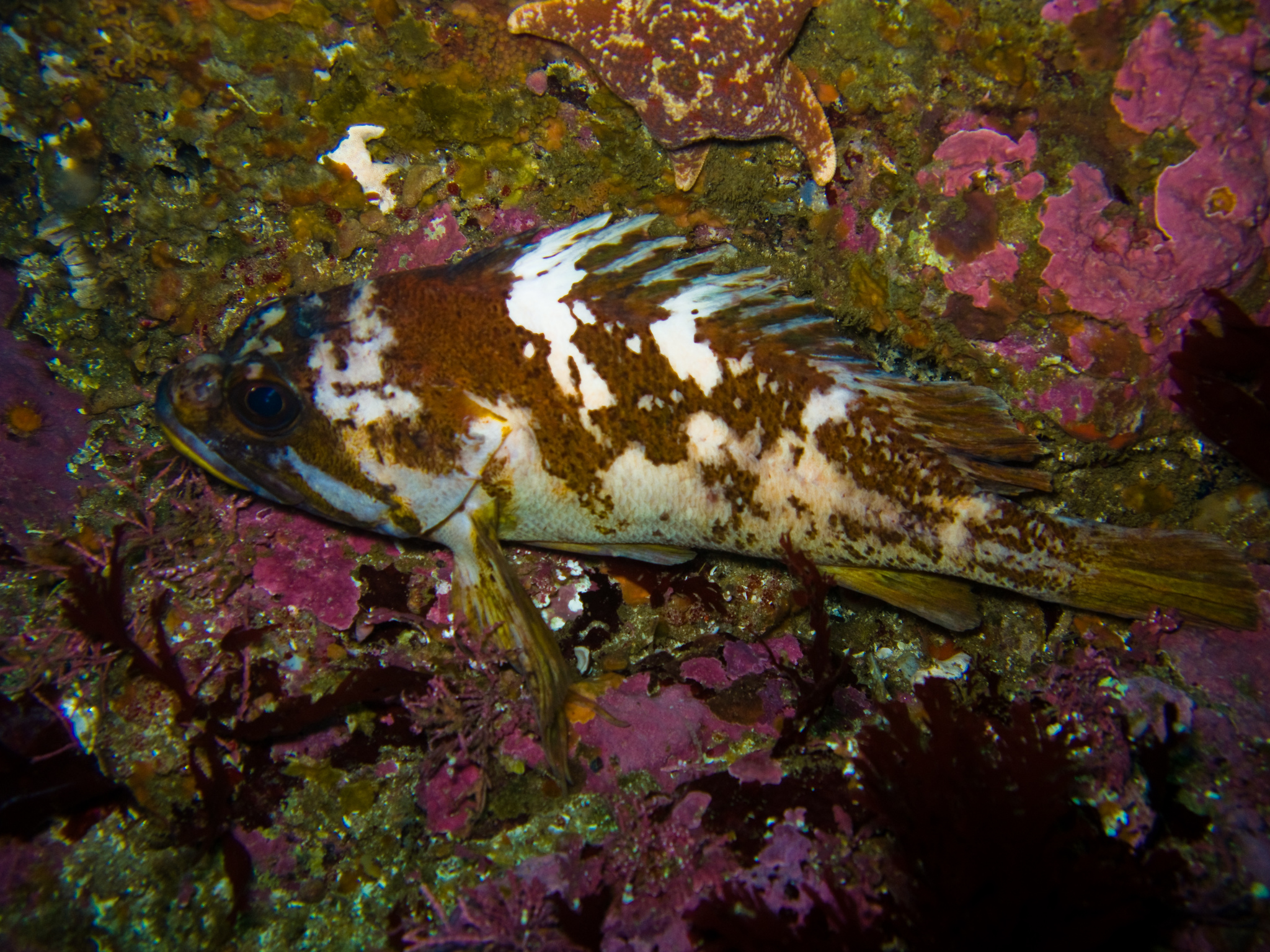 image of sebastes carnatus \(gopher rockfish\)