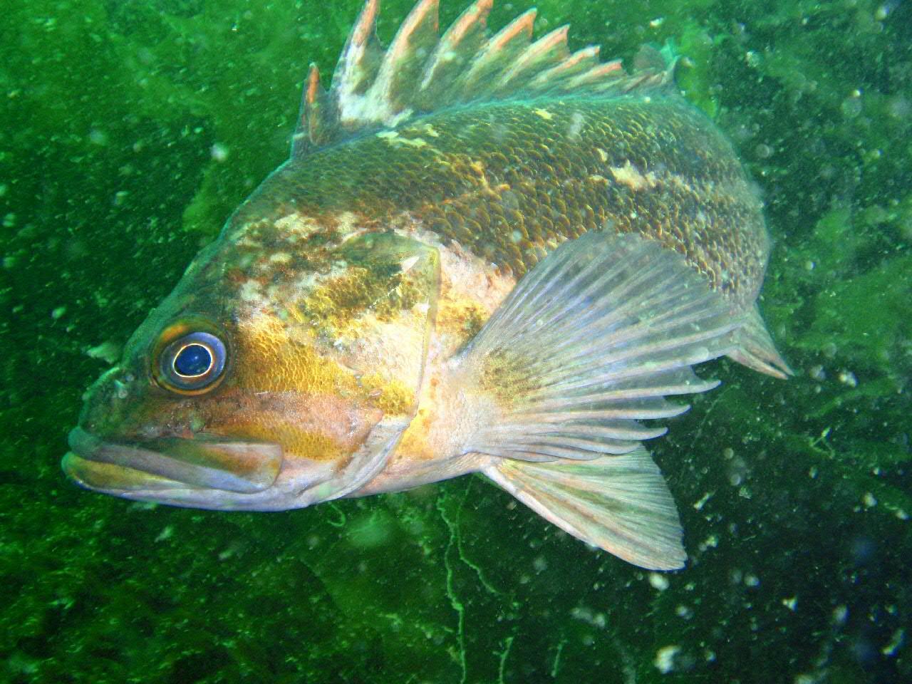image of sebastes caurinus \(copper rockfish\)