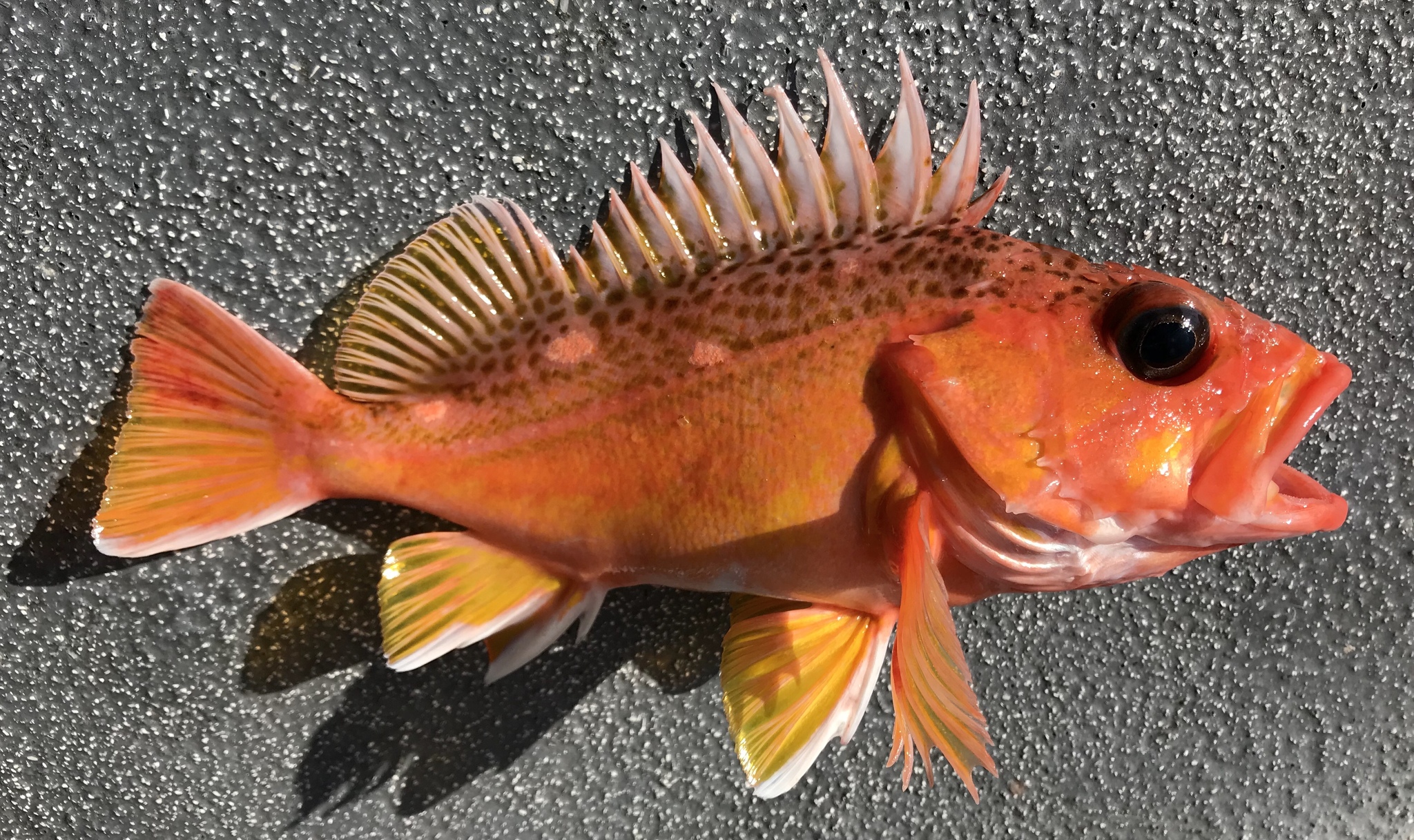 image of sebastes chlorostictus \(greenspotted rockfish\)