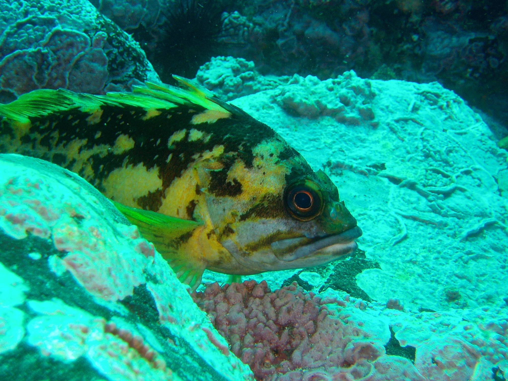 image of sebastes chrysomelas \(black-and-yellow rockfish\)