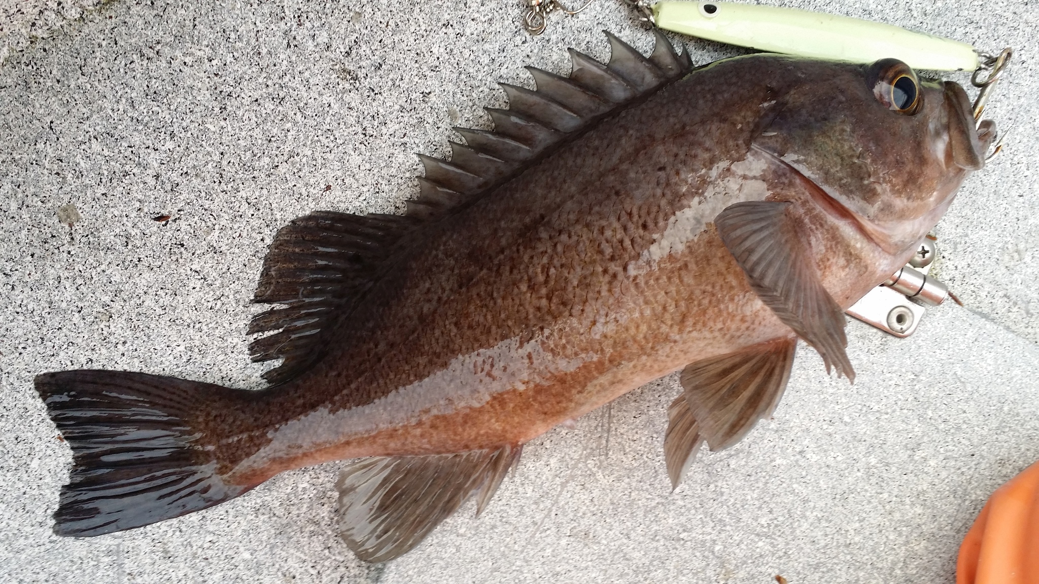 image of sebastes ciliatus \(dusky rockfish\)