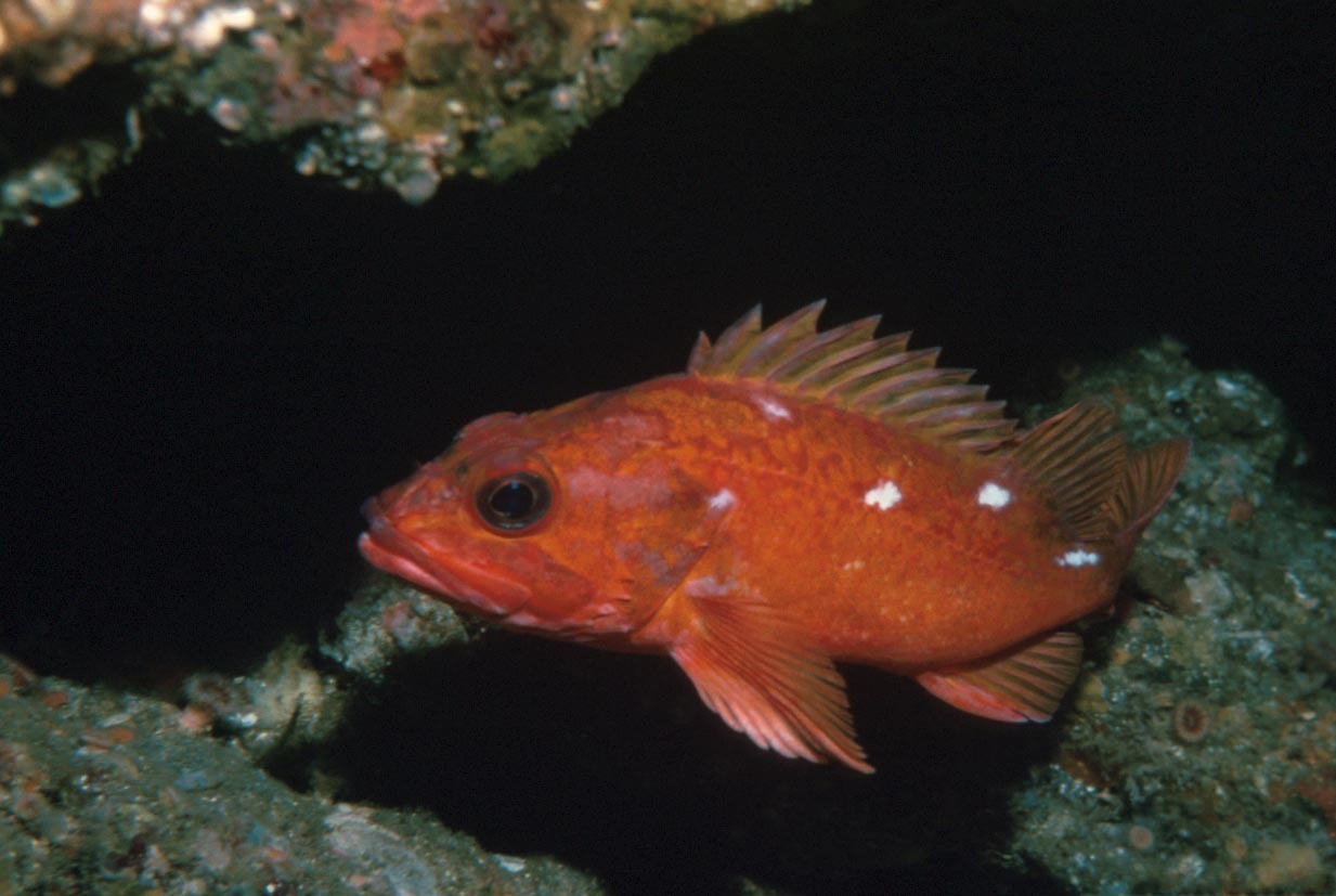 image of sebastes constellatus \(starry rockfish\)