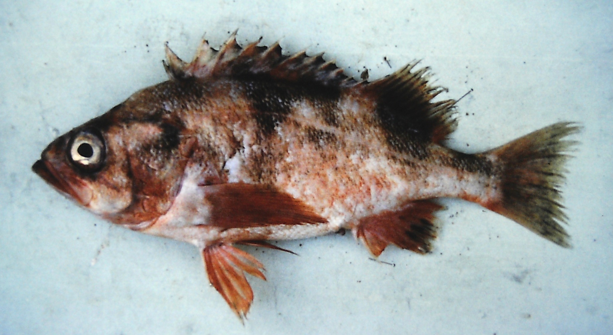 image of sebastes crameri \(darkblotched rockfish\)