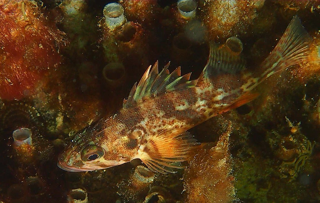 image of sebastes dallii \(calico rockfish\)