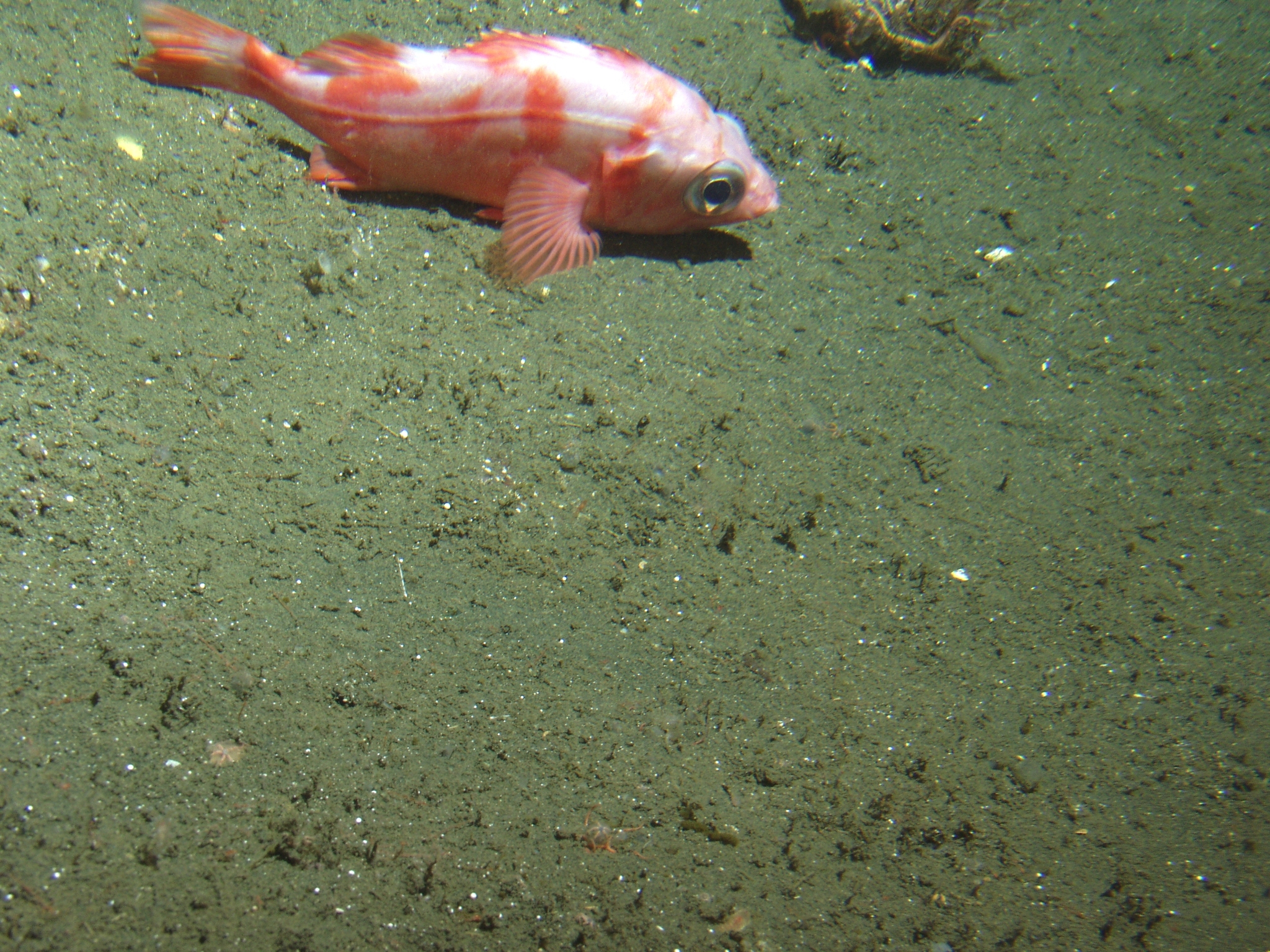 image of sebastes diploproa \(splitnose rockfish\)