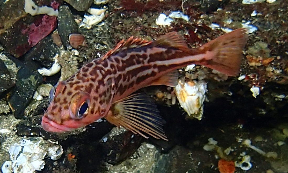 image of sebastes elongatus \(greenstriped rockfish\)