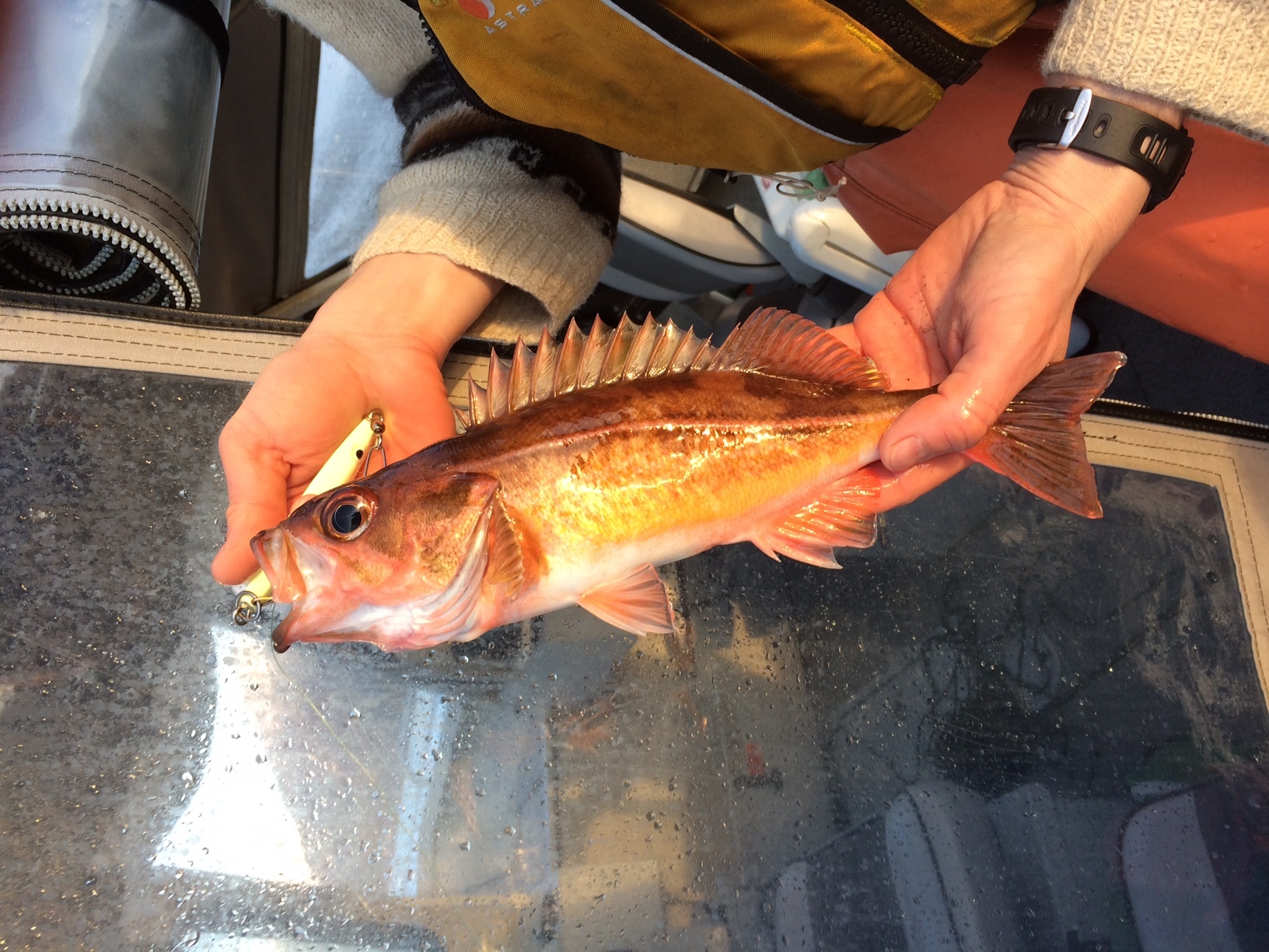 image of sebastes emphaeus \(puget sound rockfish\)