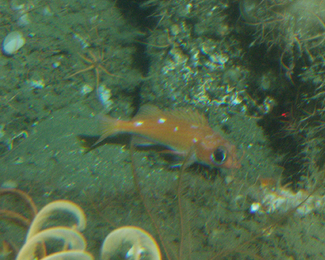 image of sebastes ensifer \(swordspine rockfish\)