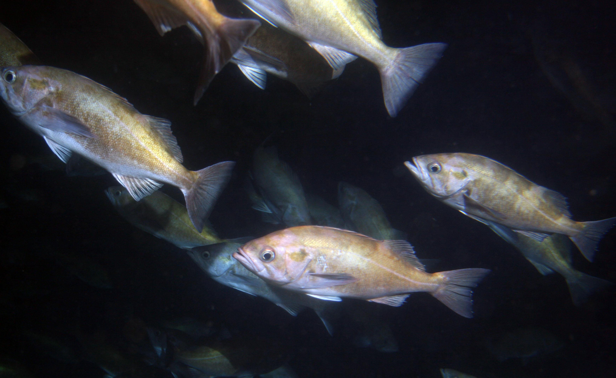image of sebastes entomelas \(widow rockfish\)