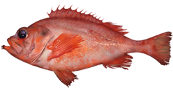 image of sebastes fasciatus \(acadian redfish\)