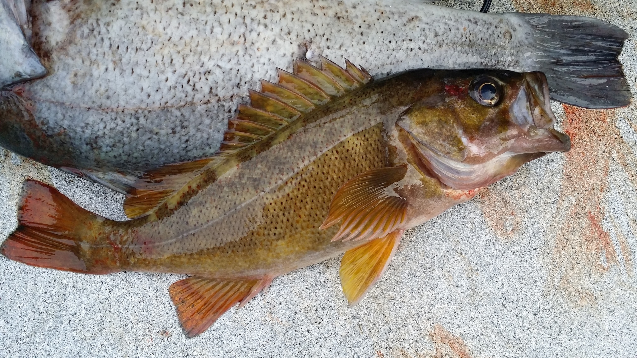 image of sebastes flavidus \(yellowtail rockfish\)