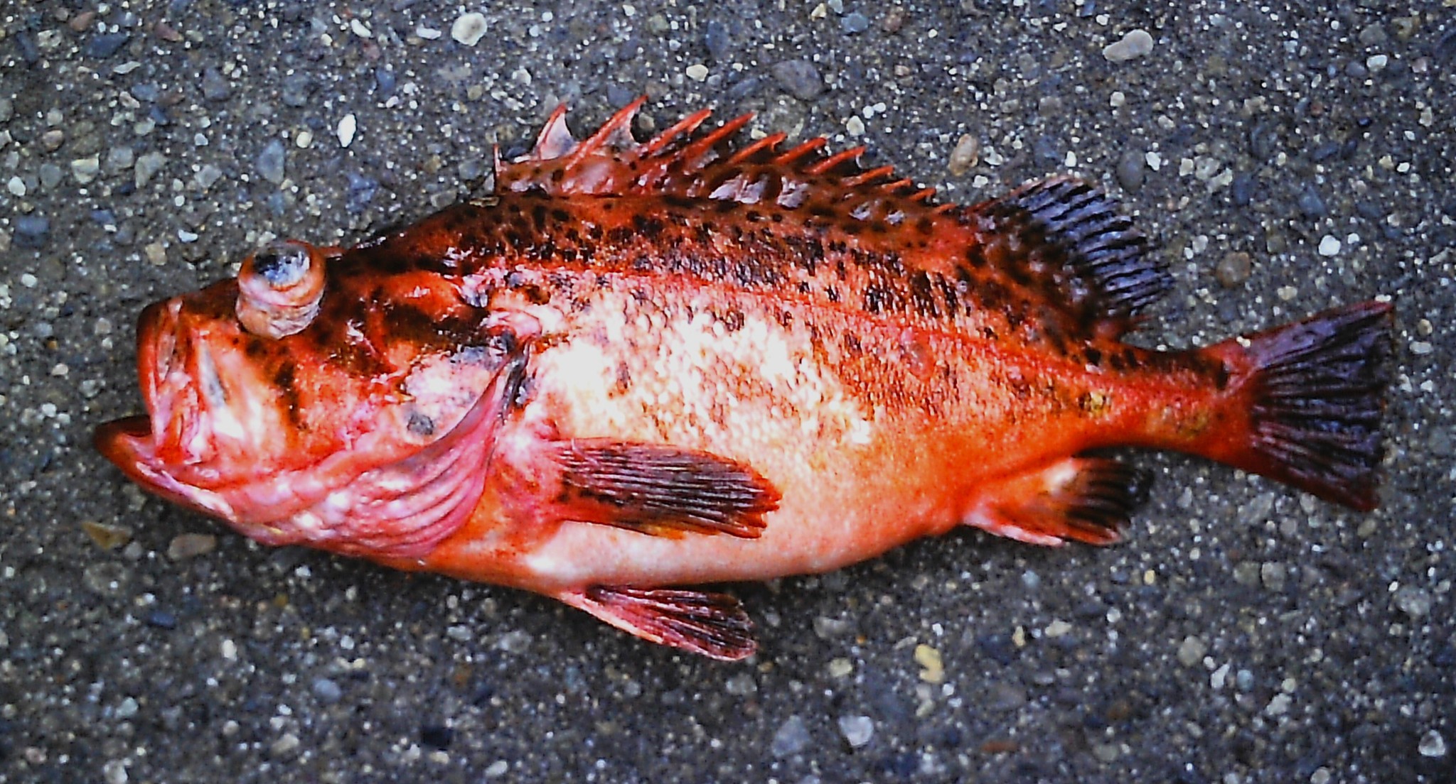 image of sebastes gilli \(bronzespotted rockfish\)