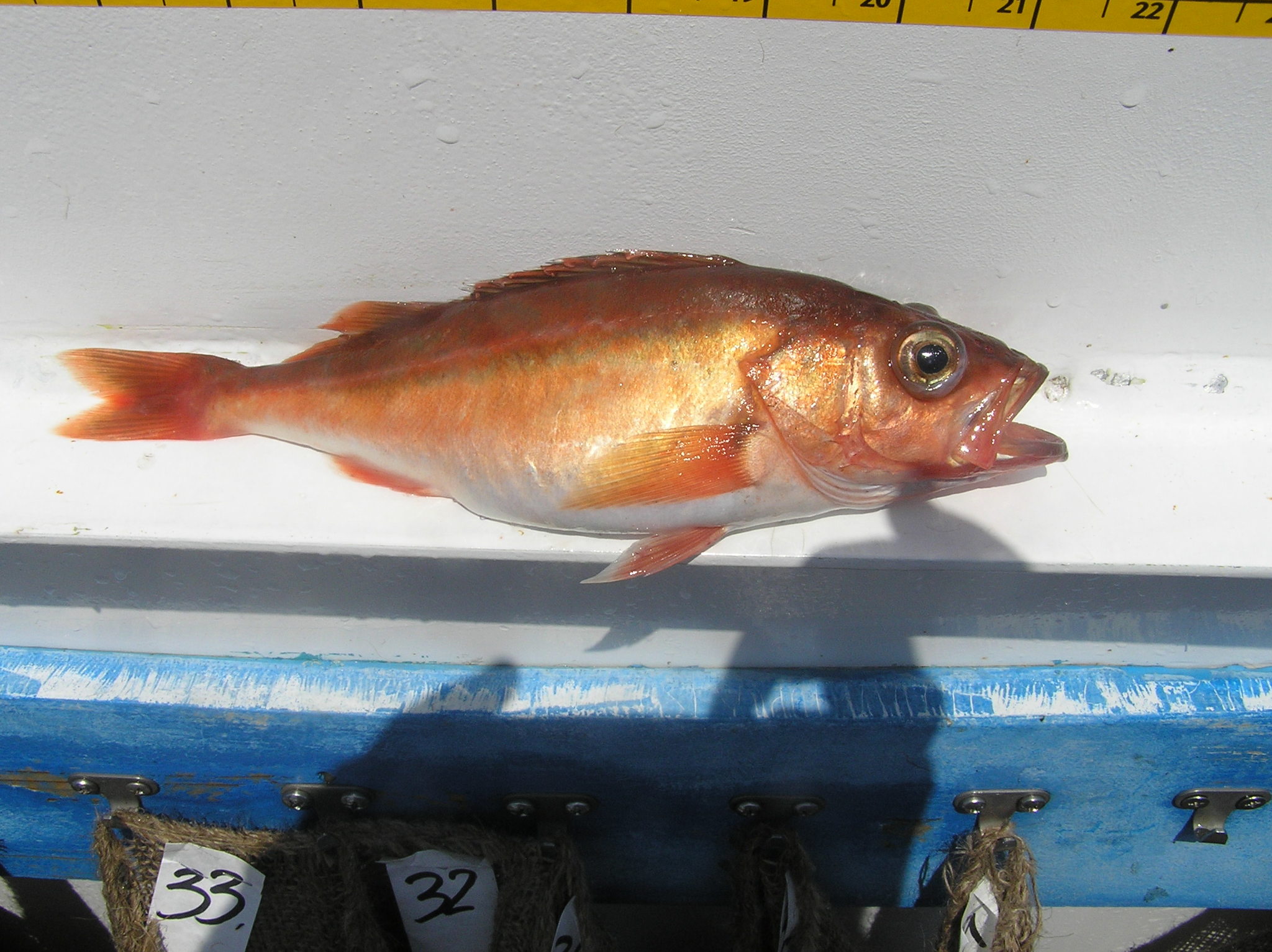 image of sebastes goodei \(chilipepper rockfish\)