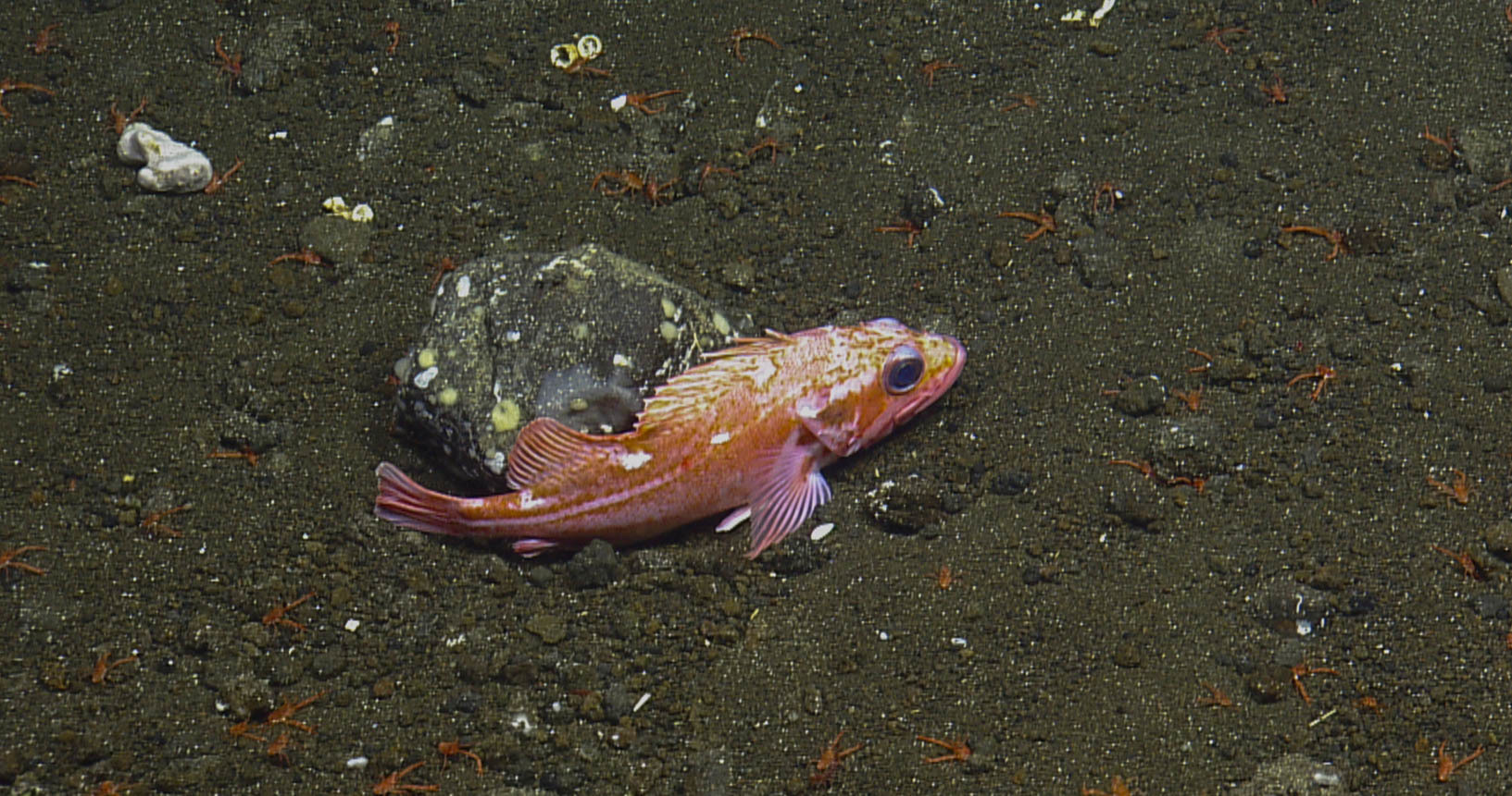 image of sebastes helvomaculatus \(rosethorn rockfish\)