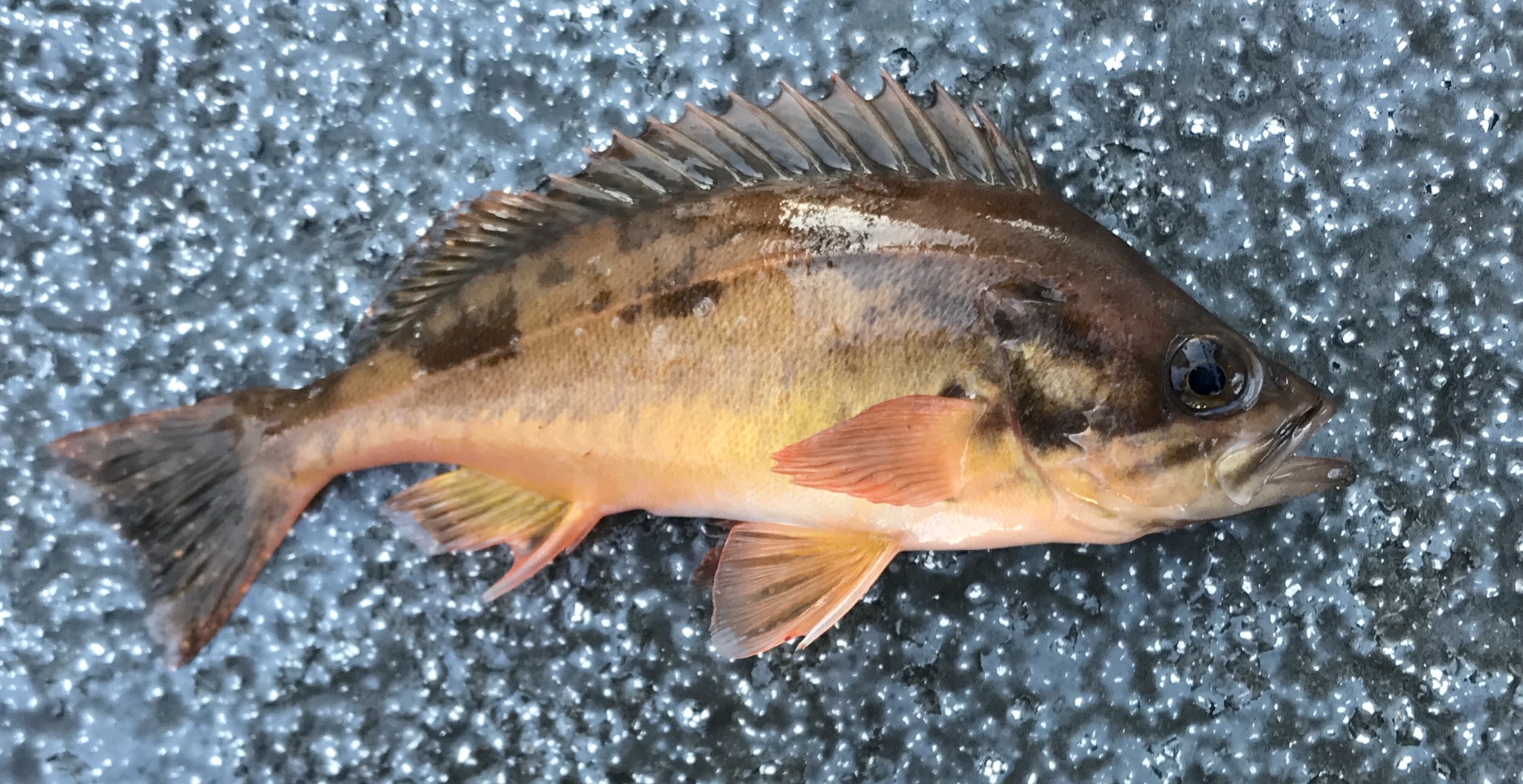 image of sebastes hopkinsi \(squarespot rockfish\)