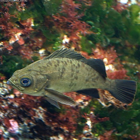 image of sebastes inermis