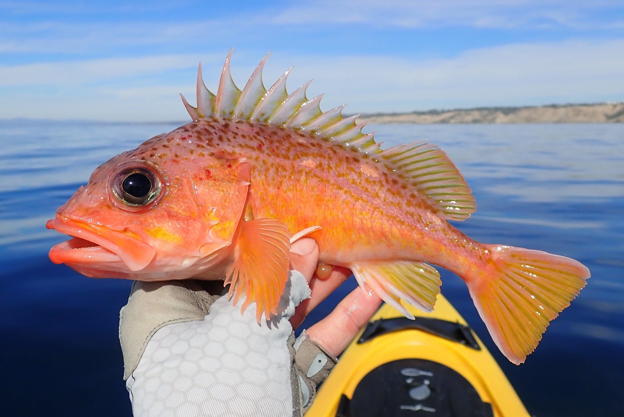 image of sebastes lentiginosus \(freckled rockfish\)