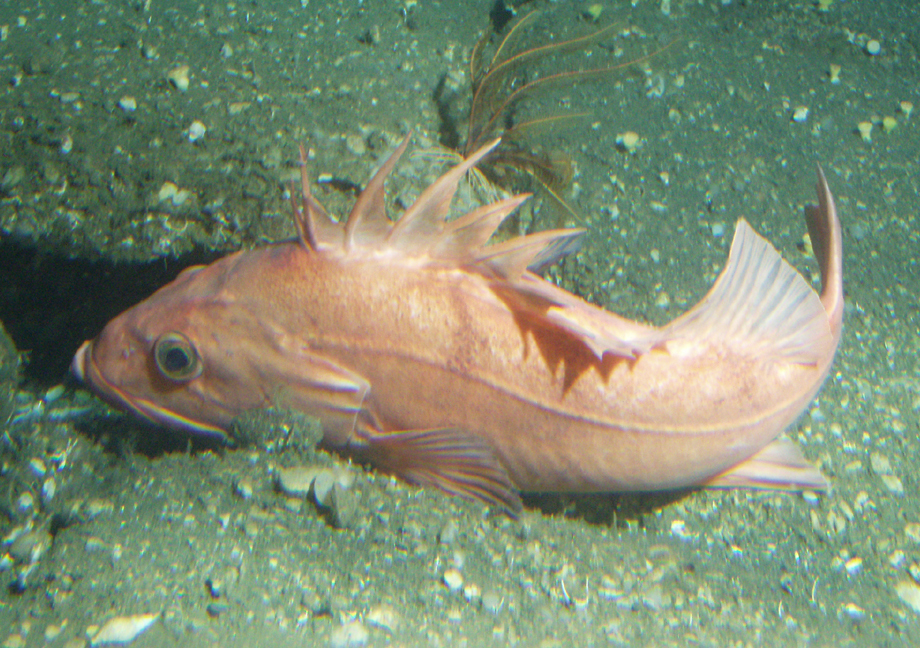 image of sebastes levis \(cowcod\)
