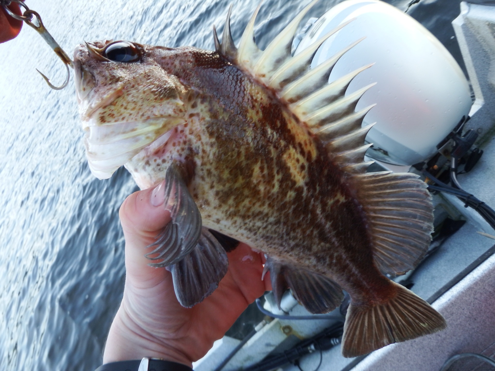 image of sebastes maliger \(quillback rockfish\)