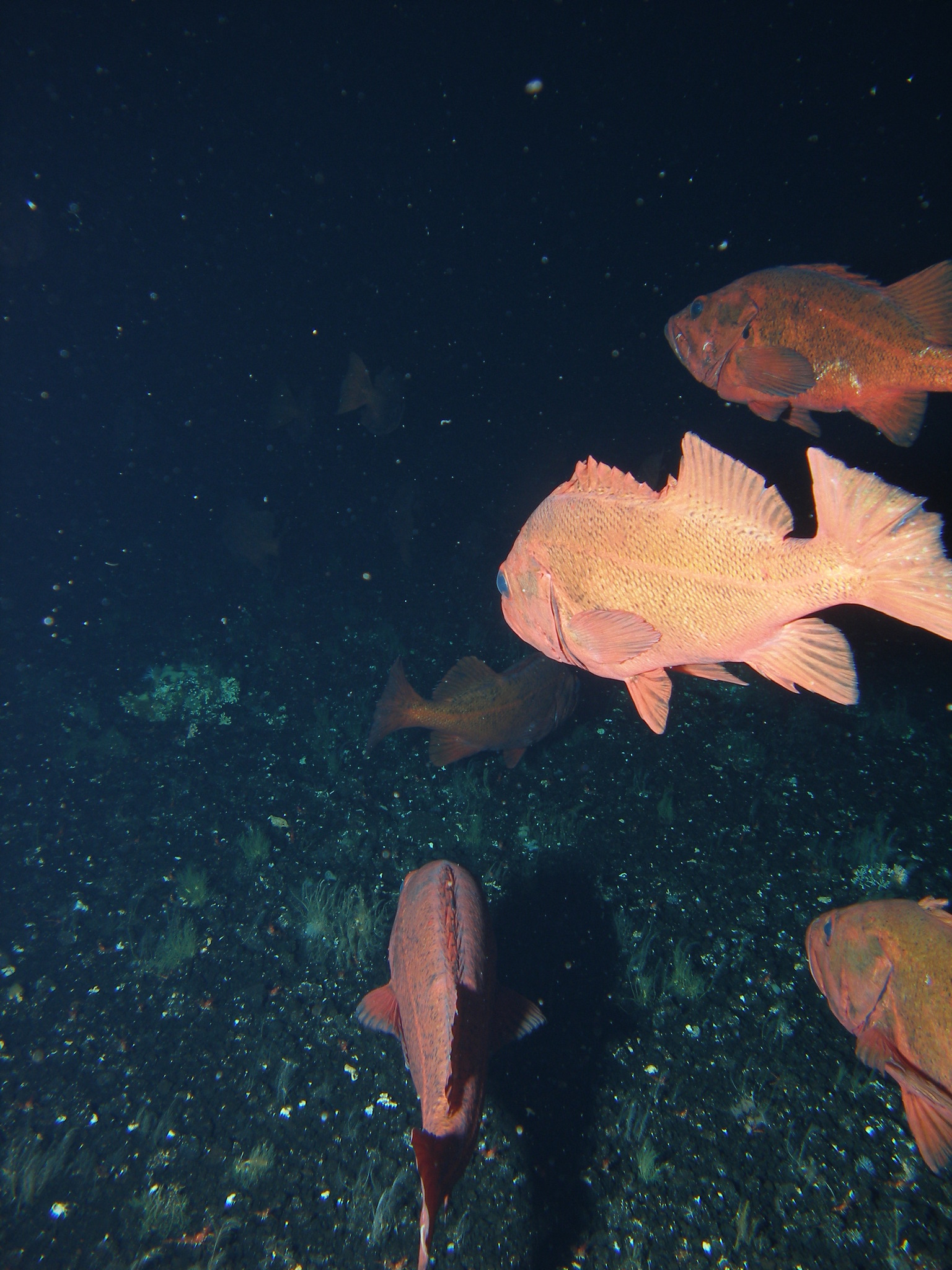 image of sebastes melanostictus \(blackspotted rockfish\)