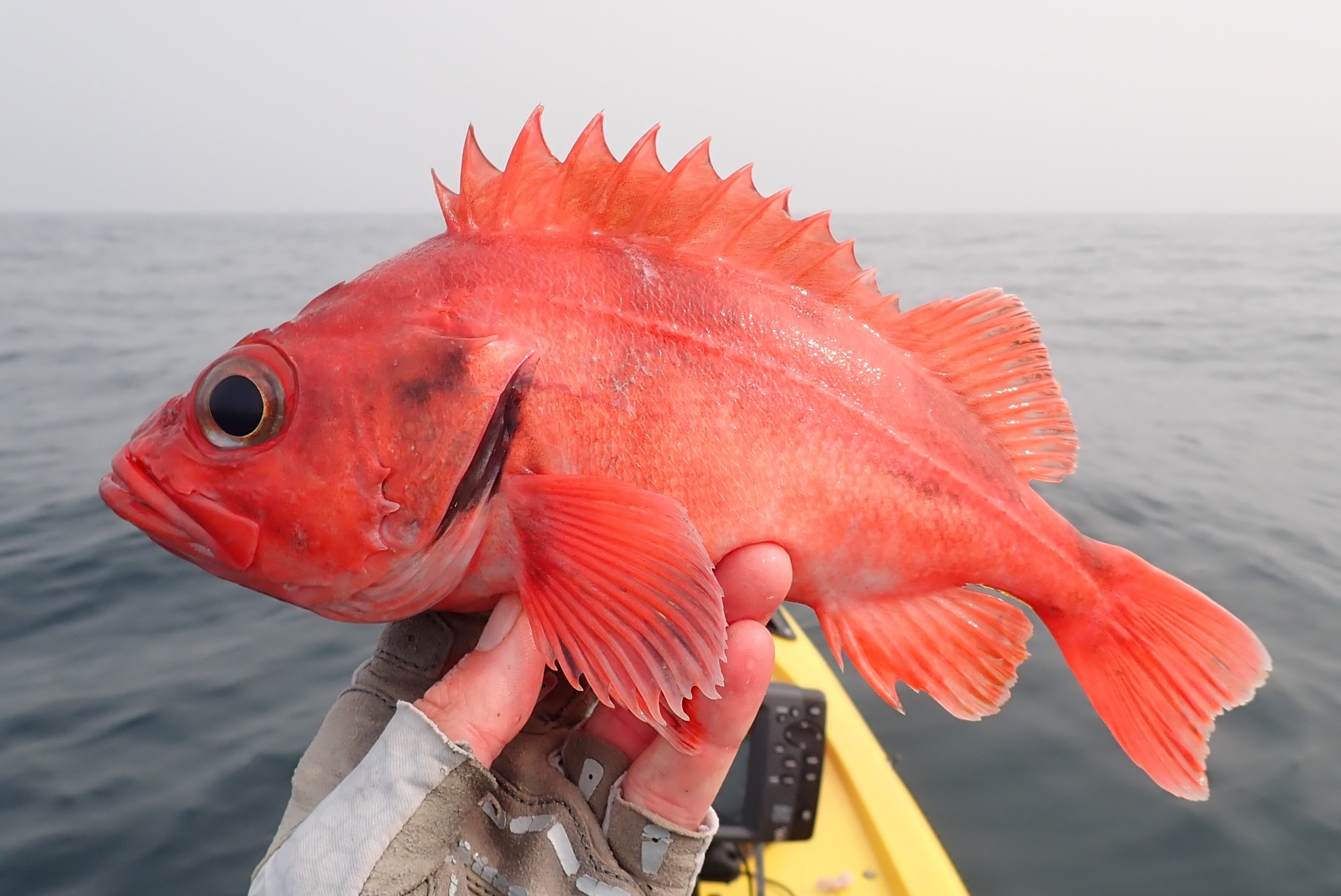 image of sebastes melanostomus \(blackgill rockfish\)