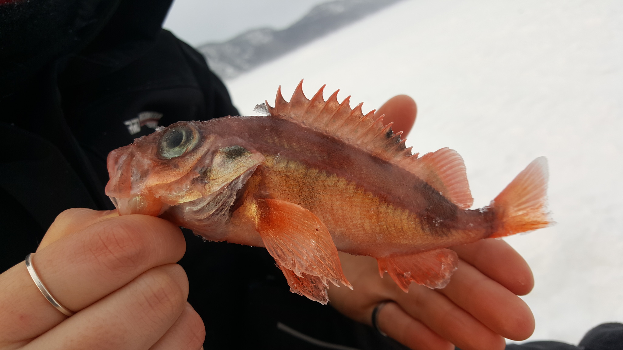 image of sebastes mentella \(beaked redfish\)