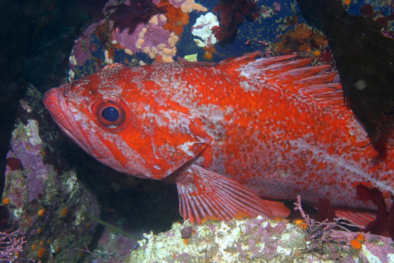 image of sebastes miniatus \(vermilion rockfish\)
