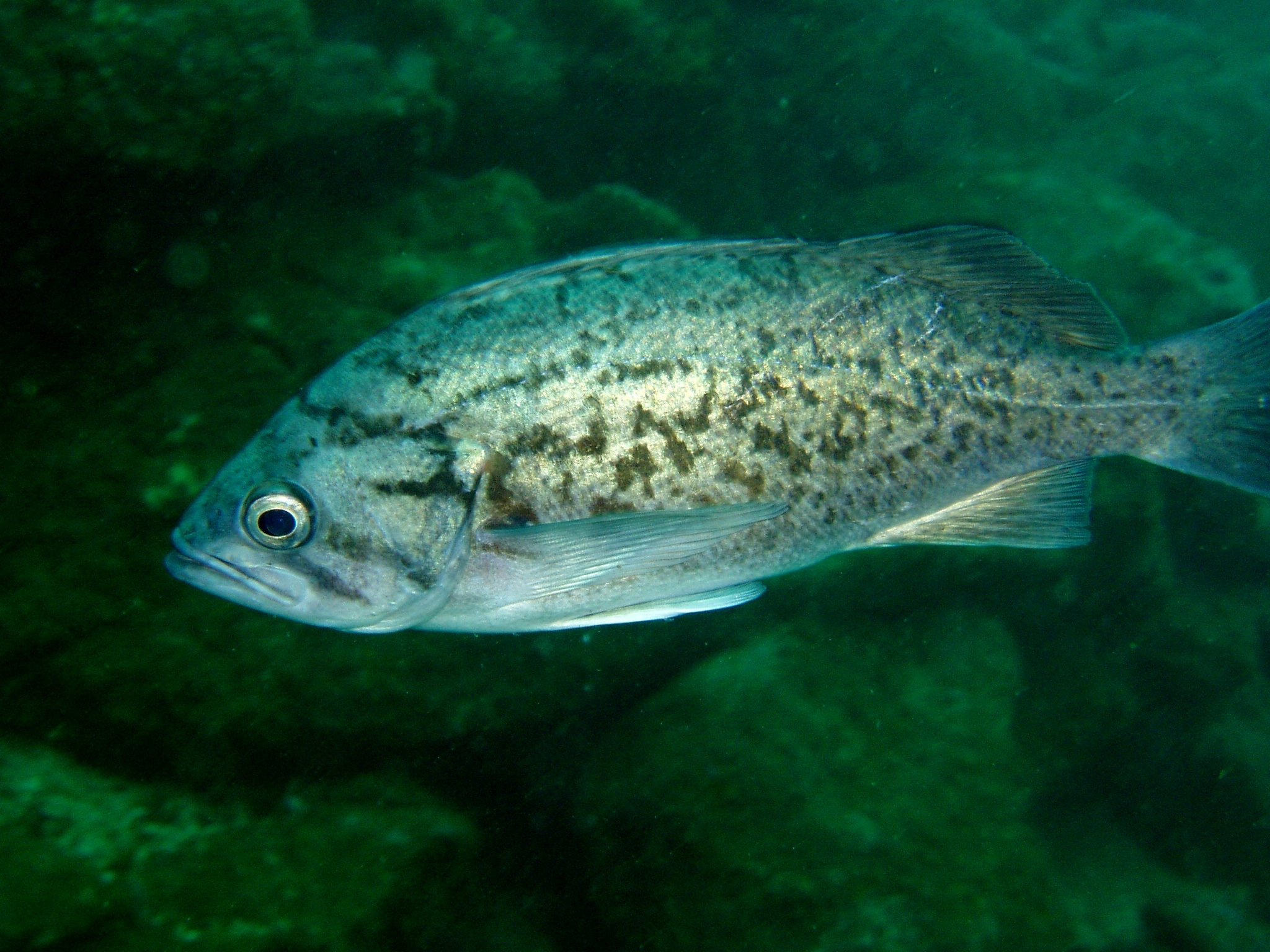 image of sebastes mystinus \(blue rockfish\)