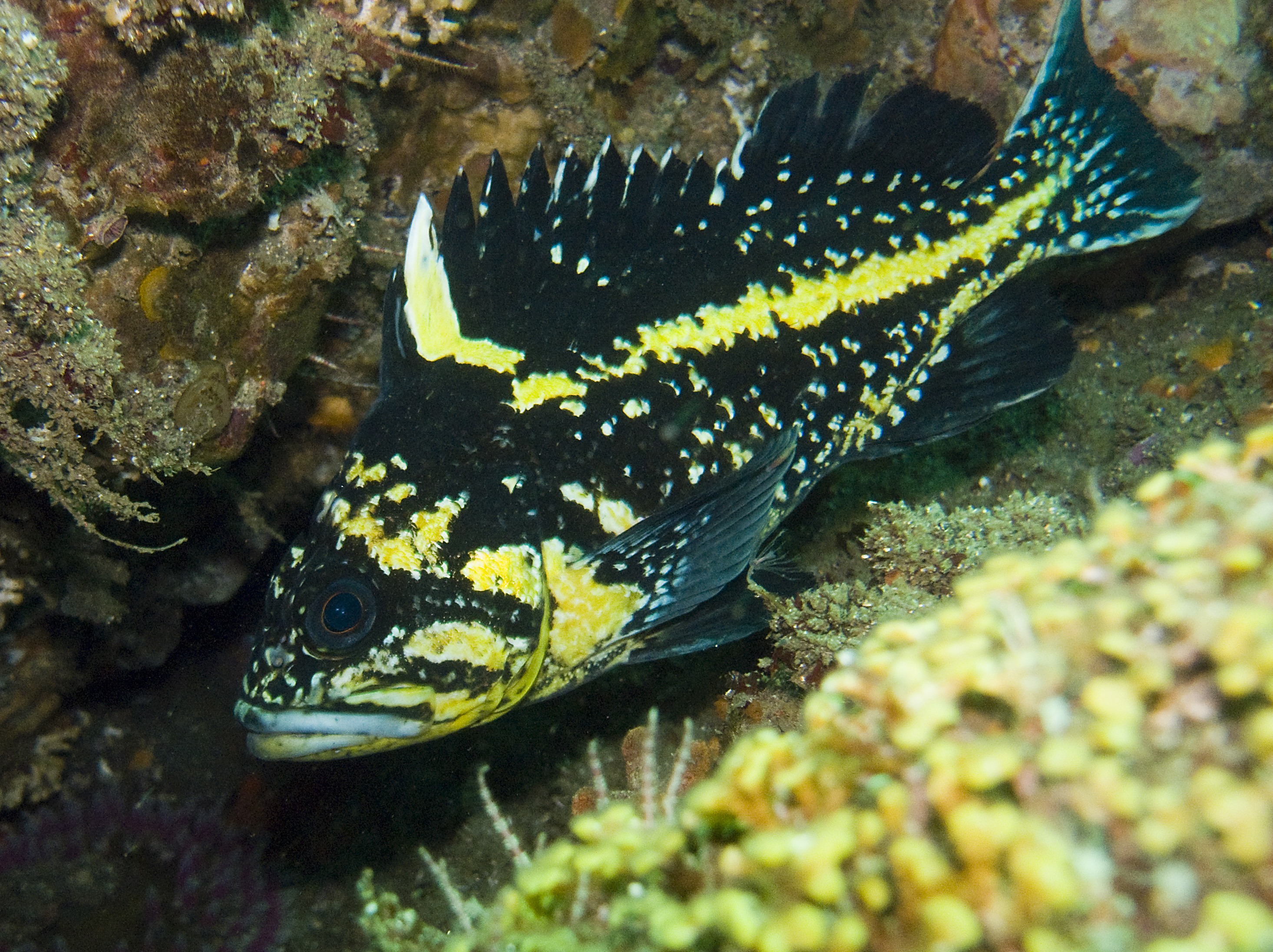 image of sebastes nebulosus \(china rockfish\)