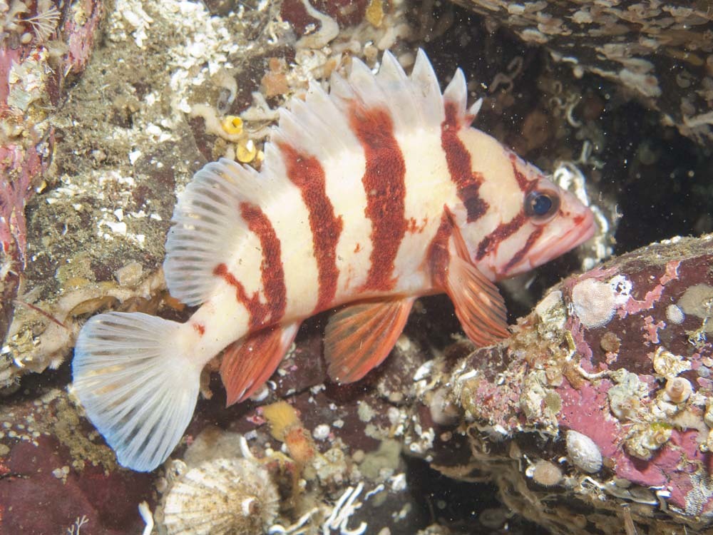 image of sebastes nigrocinctus \(tiger rockfish\)