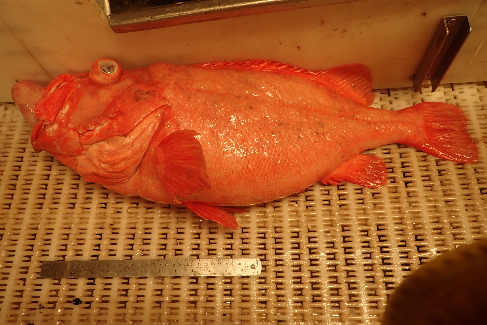 image of sebastes norvegicus \(golden redfish\)