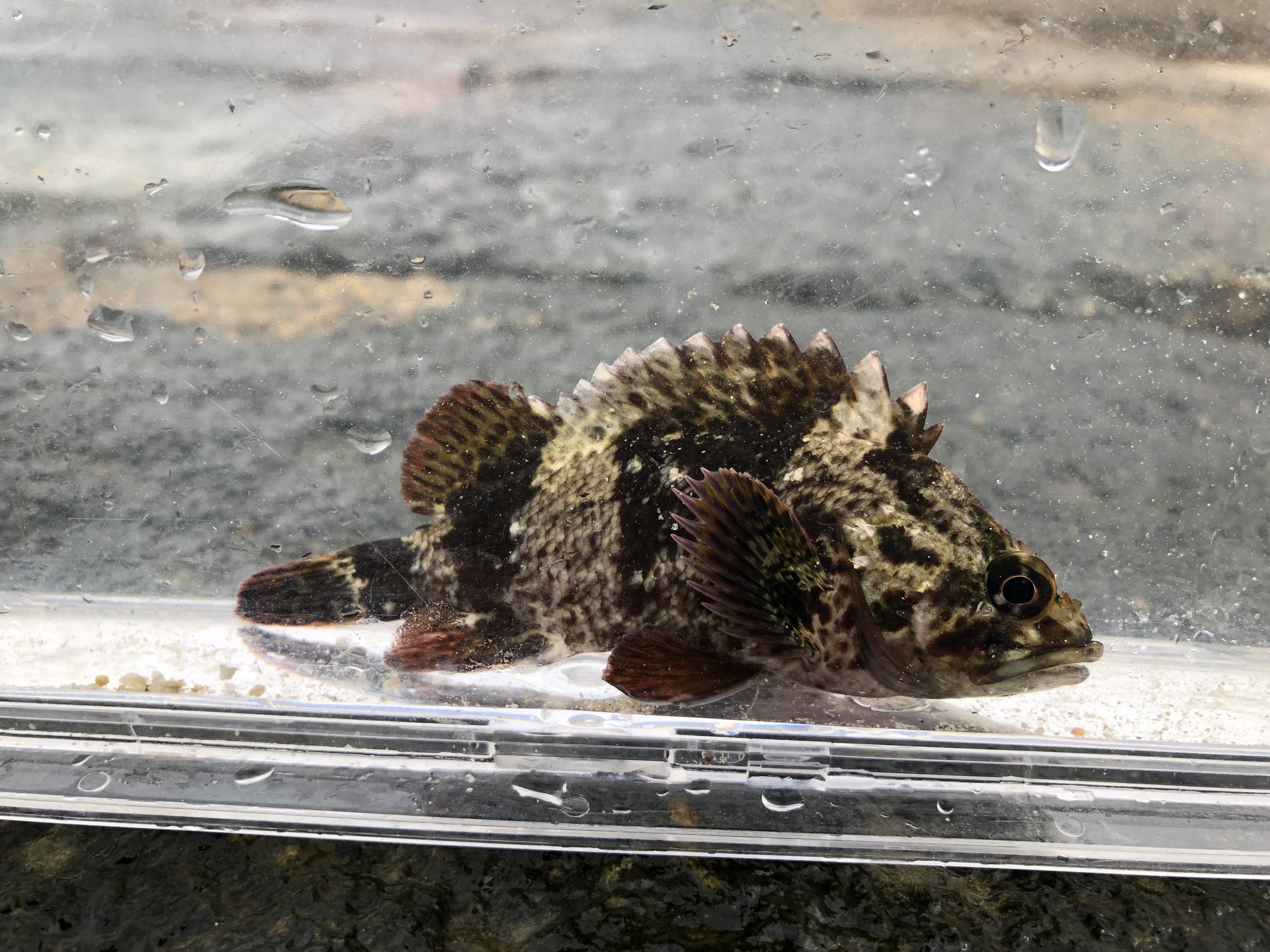 image of sebastes pachycephalus