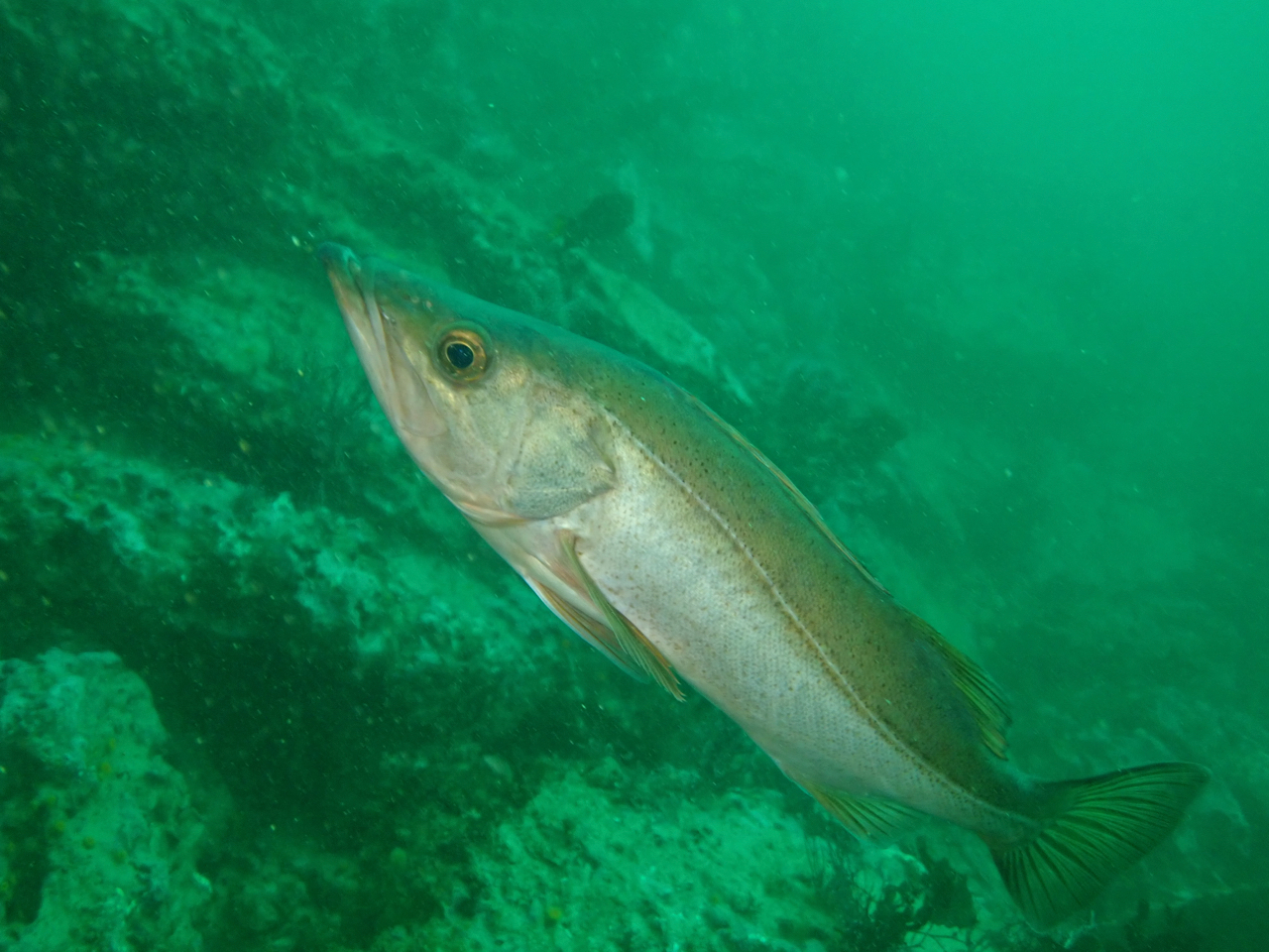 image of sebastes paucispinis \(bocaccio rockfish\)
