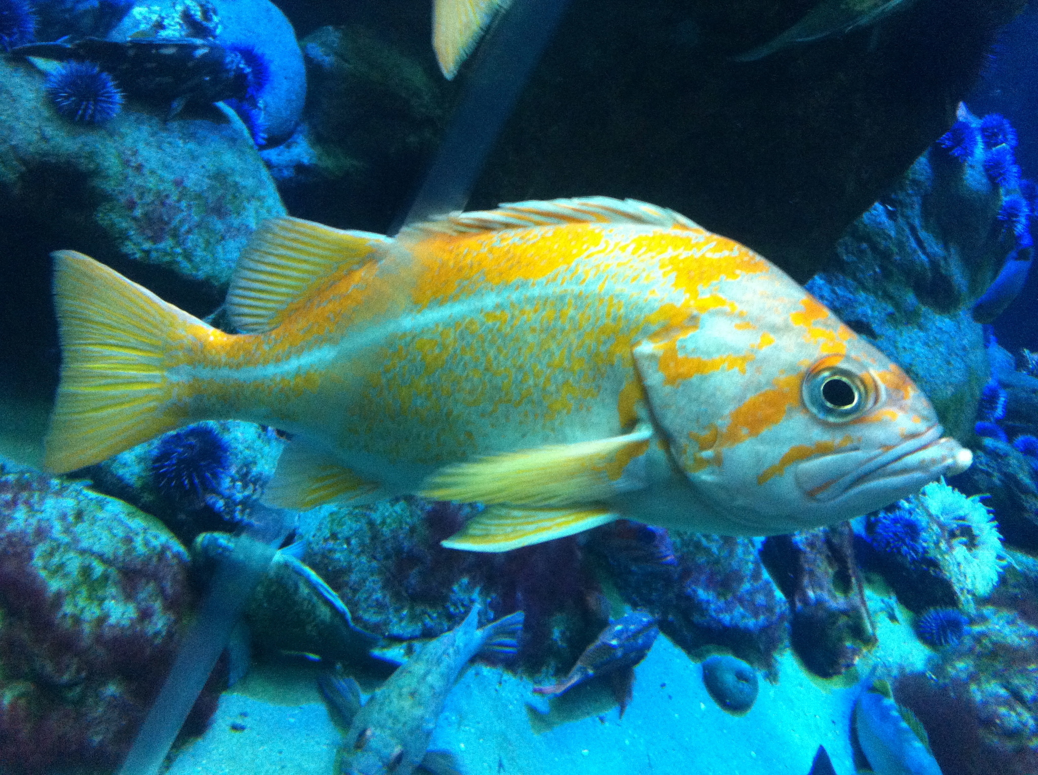image of sebastes pinniger \(canary rockfish\)