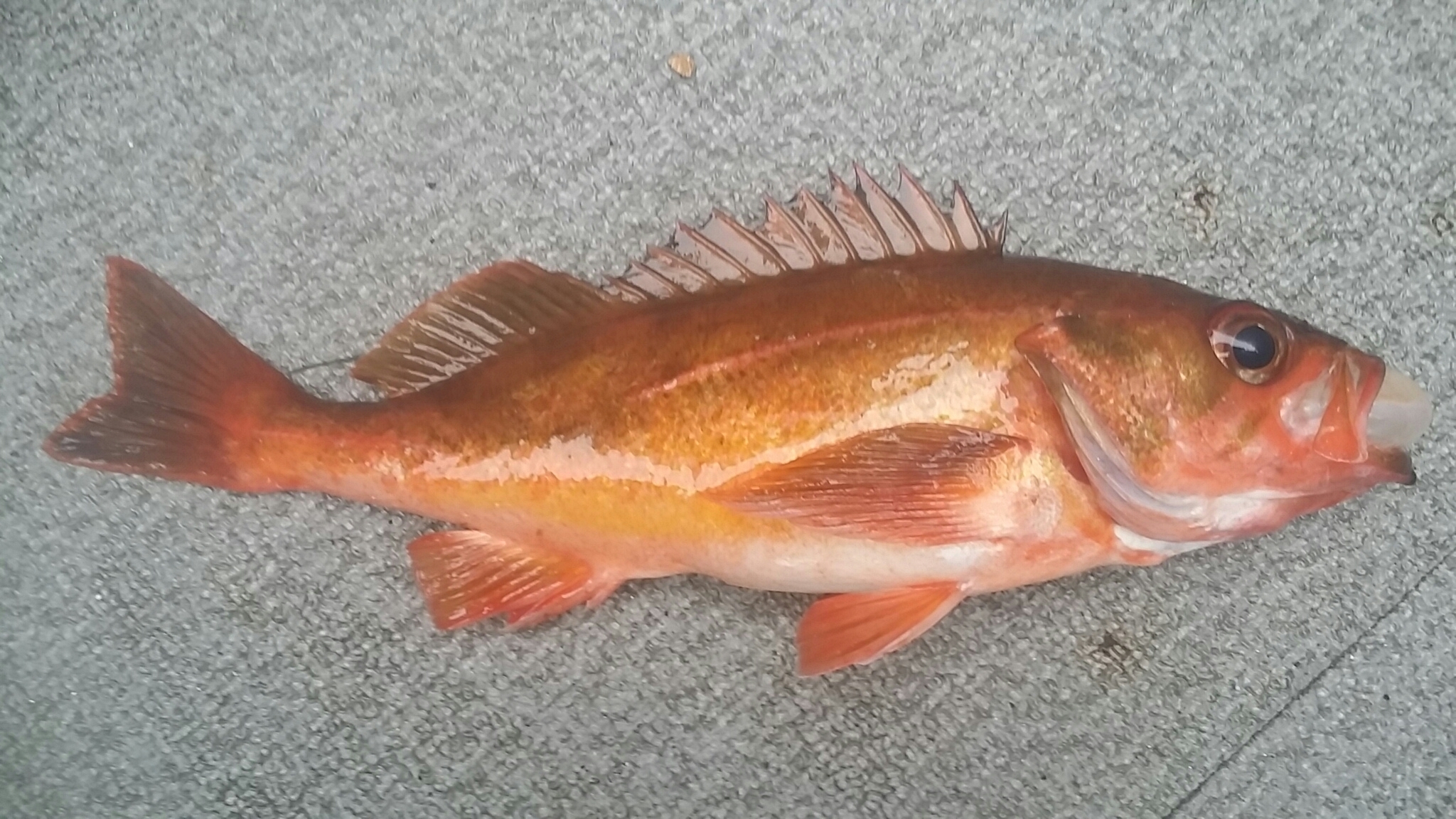 image of sebastes proriger \(redstripe rockfish\)