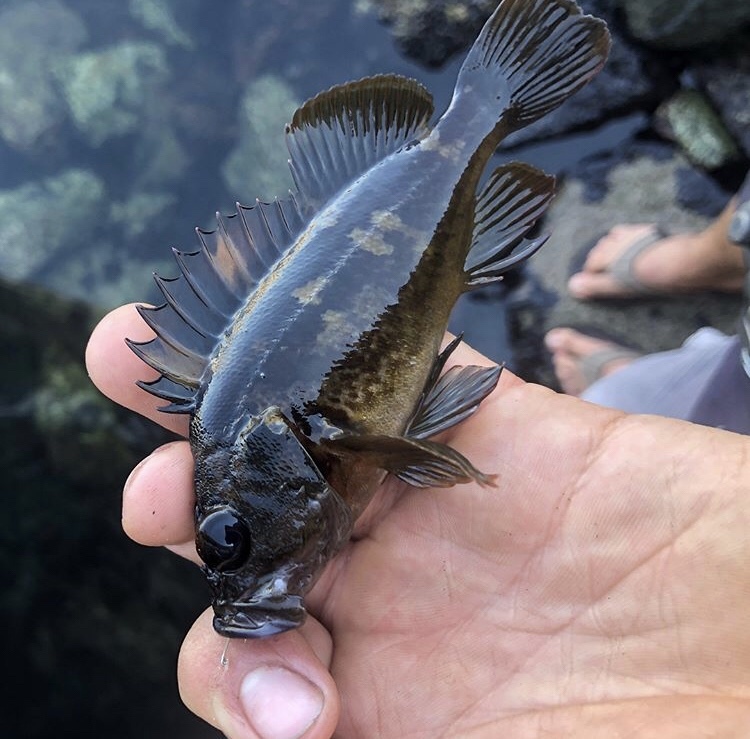 image of sebastes rastrelliger \(grass rockfish\)