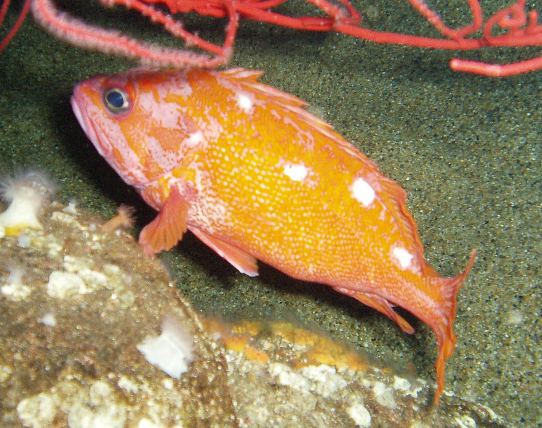 image of sebastes rosaceus \(rosy rockfish\)