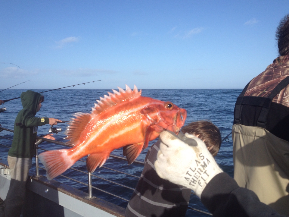 image of sebastes ruberrimus \(yelloweye rockfish\)