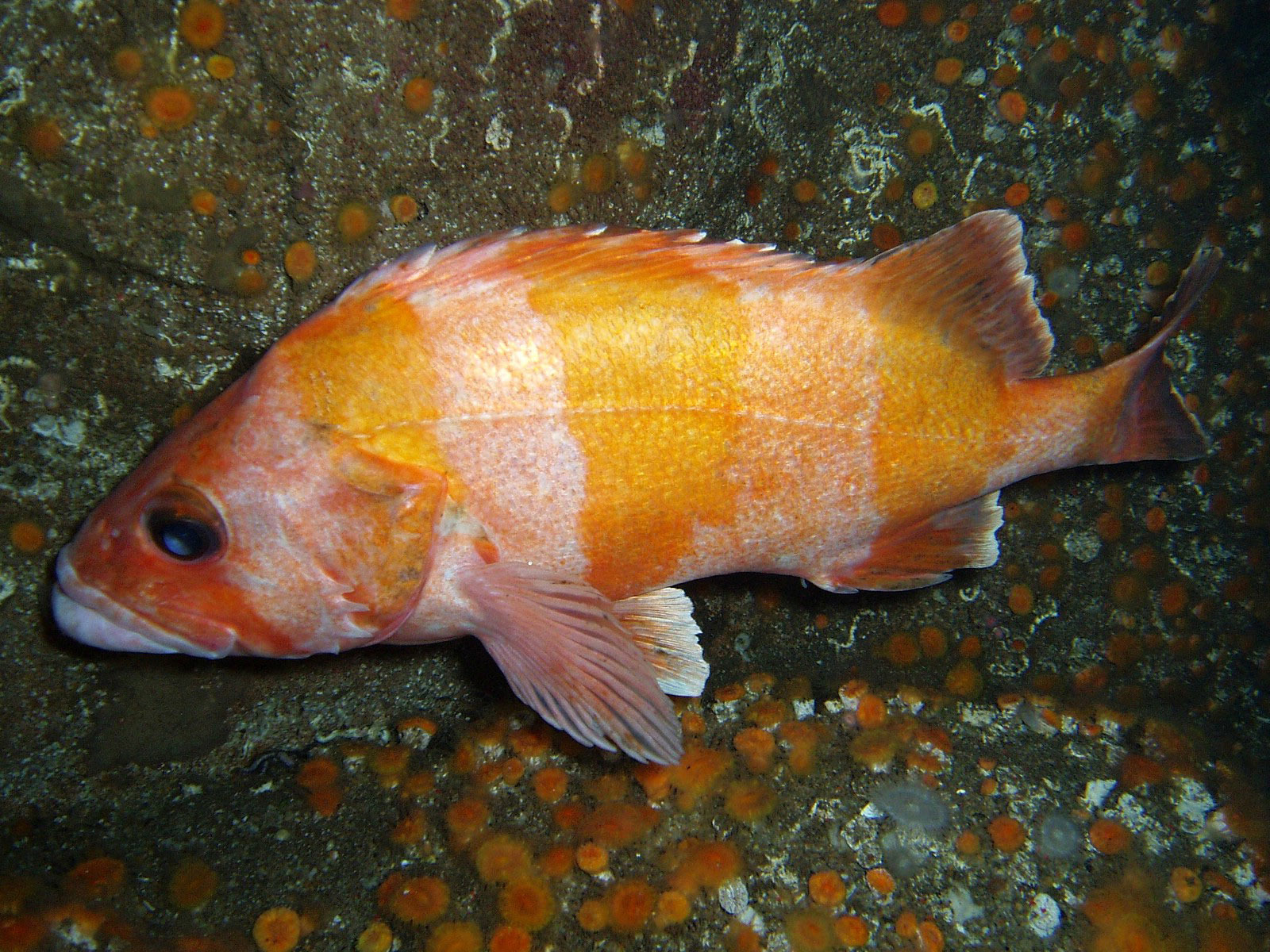 image of sebastes rubrivinctus \(flag rockfish\)