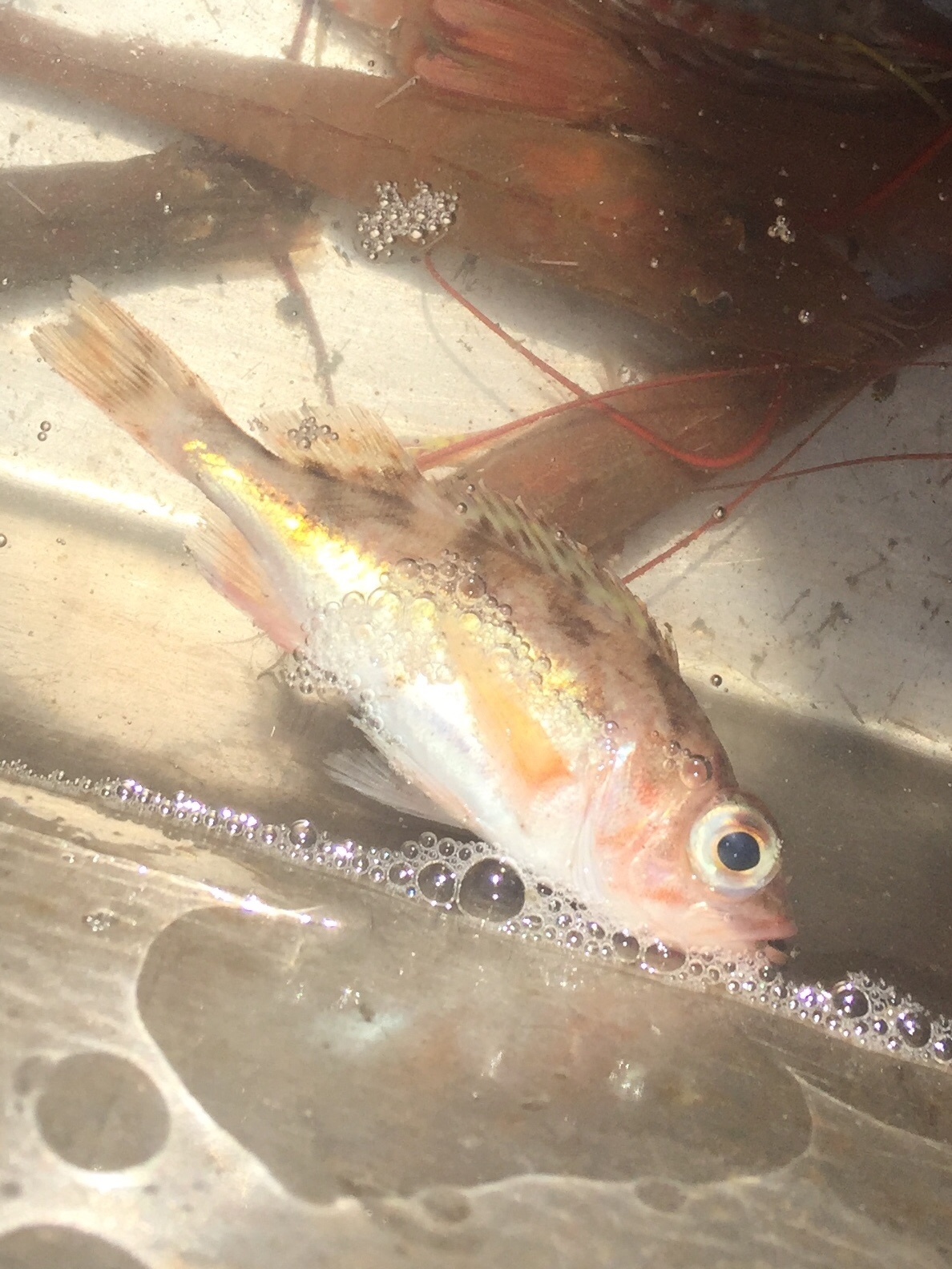 image of sebastes saxicola \(stripetail rockfish\)