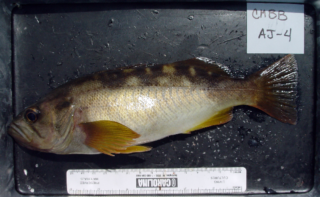 image of sebastes serranoides \(olive rockfish\)