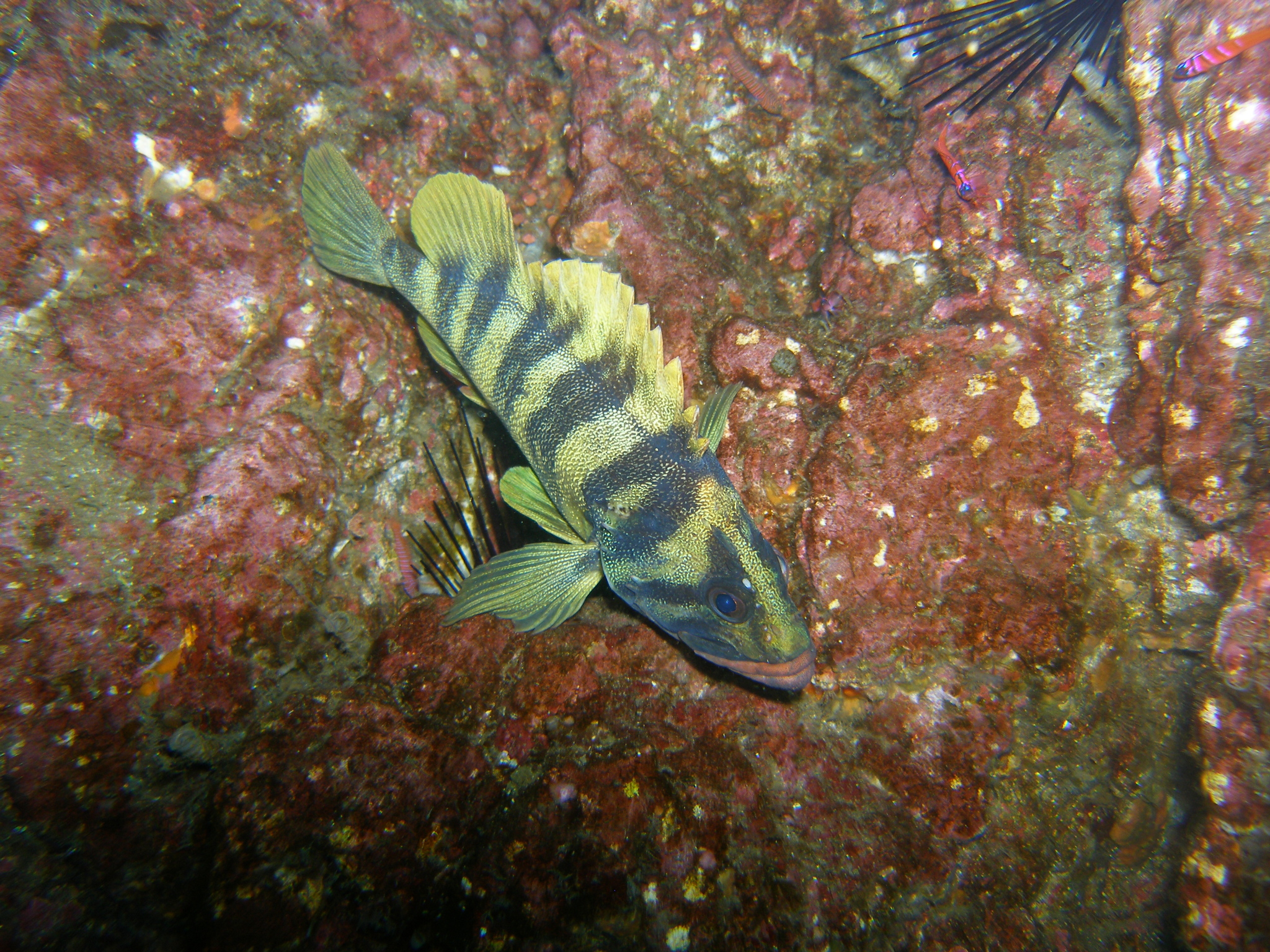 image of sebastes serriceps \(treefish\)