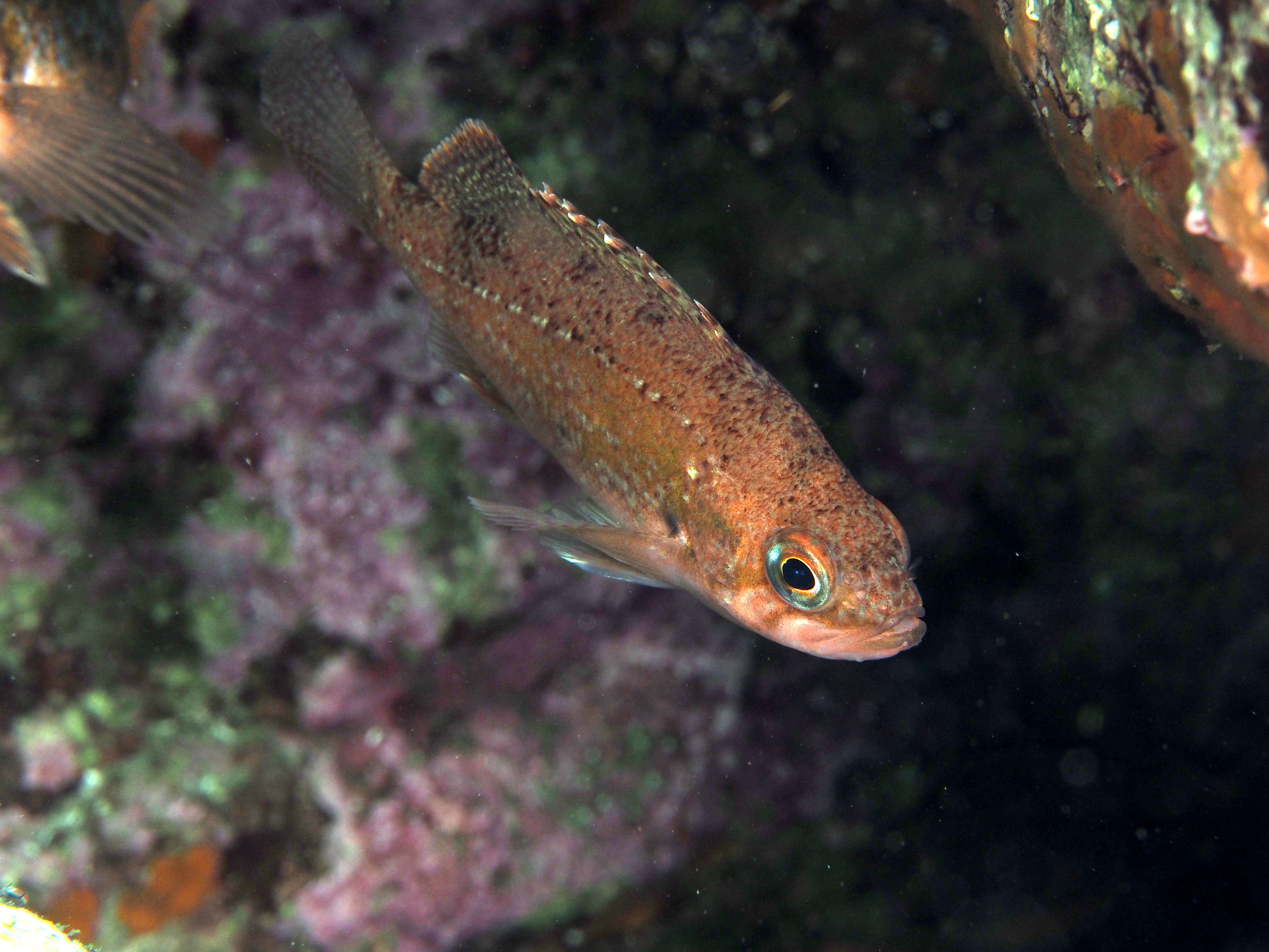 image of sebastes steindachneri