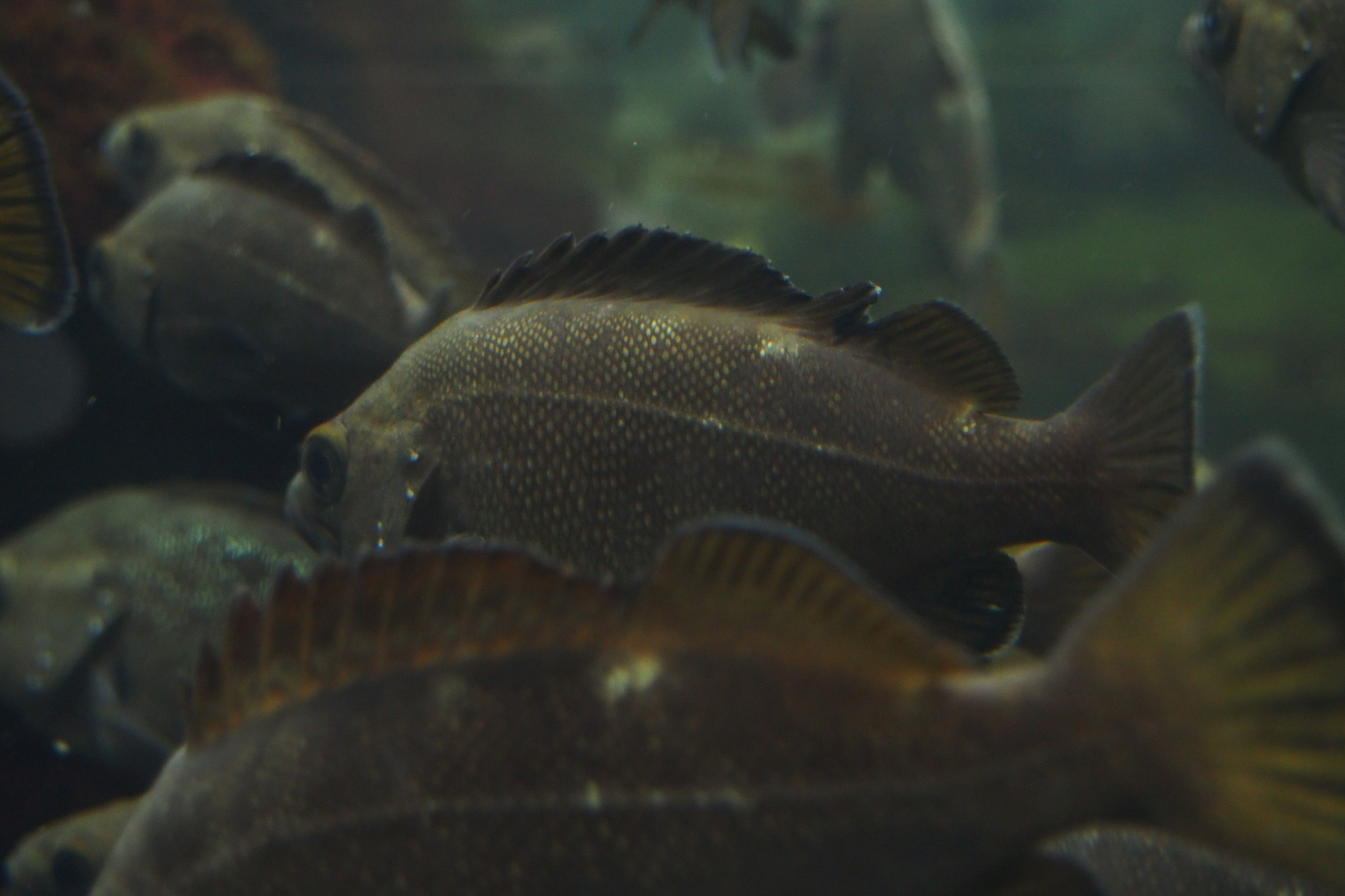 image of sebastes taczanowskii